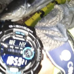 ぶらシーバス！！