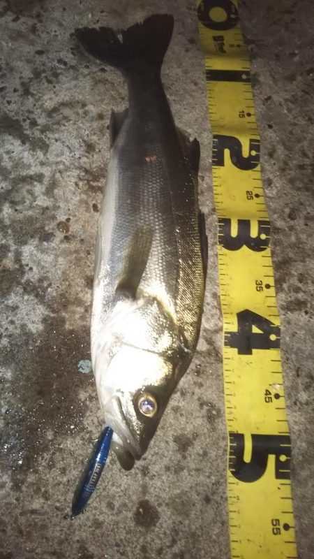 ぶらシーバス!!