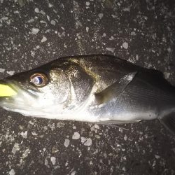 ぶらシーバス!!