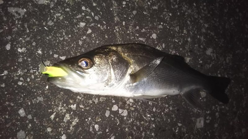 ぶらシーバス!!