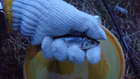 釣り納めは小物釣り…