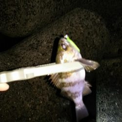 アジ釣り メバル釣り