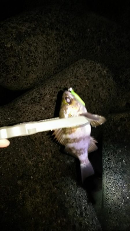 アジ釣り メバル釣り