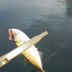 アジ釣り