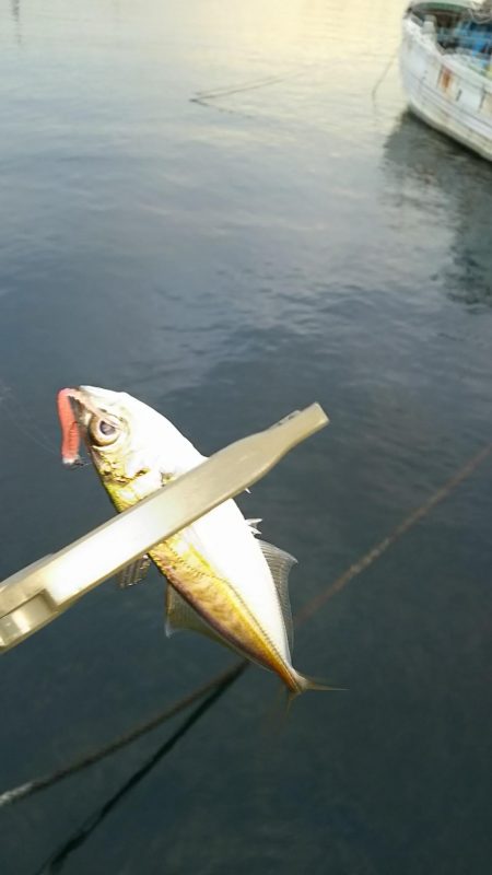 アジ釣り