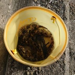 安定の根魚達！