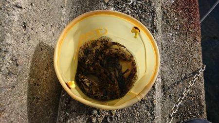 安定の根魚達！