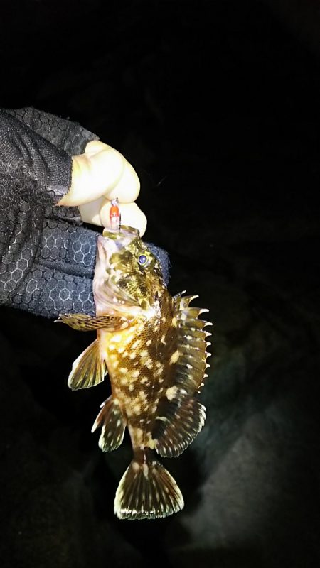 メバル ガシラ釣り