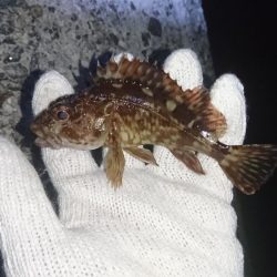 ガシラの活性高し！