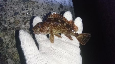 ガシラの活性高し！