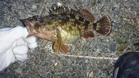 ガッシー絶好調！