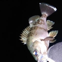 ヤリイカエギング