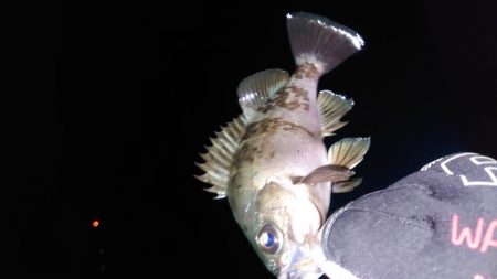 ヤリイカエギング