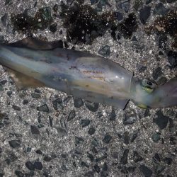 ヤリイカエギング