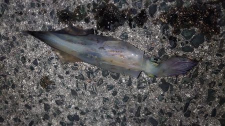 ヤリイカエギング