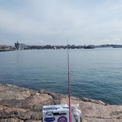 白灯台波止でキス狙い