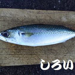 大サバを狙いに行きました。