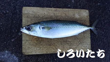大サバを狙いに行きました。