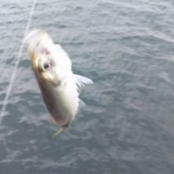 マイワシ見えるも、食べる気なし。