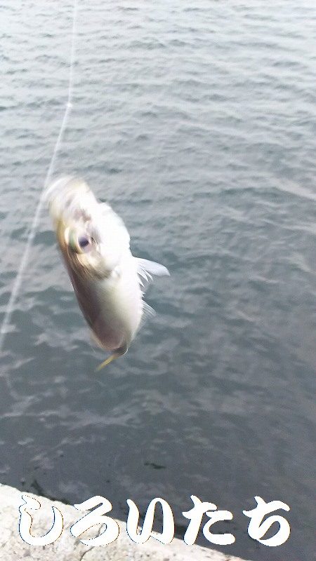 マイワシ見えるも、食べる気なし。