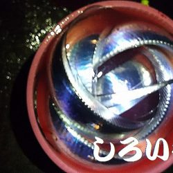 サイズもいいタチウオがよく釣れました。