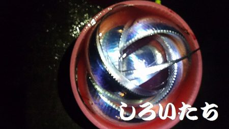 サイズもいいタチウオがよく釣れました。