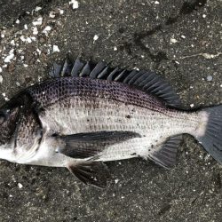 イチノ兄弟、釣果！