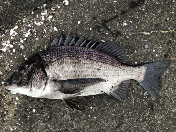 イチノ兄弟、釣果！