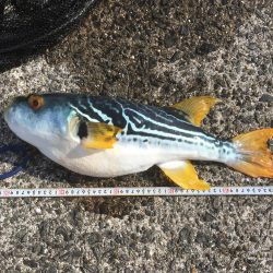 念願のブリゲット