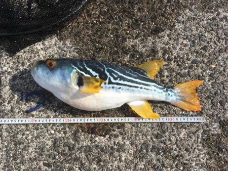 念願のブリゲット