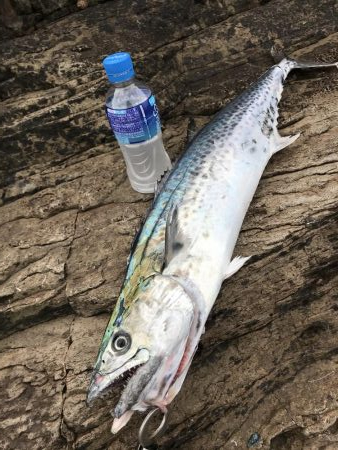 今年初釣果は地磯で！