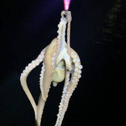 ライトエギング