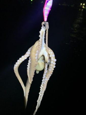 ライトエギング