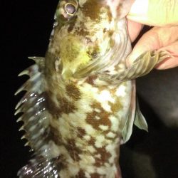 ガシラシーズンイン