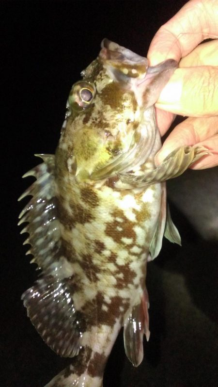 ガシラシーズンイン