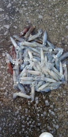 終盤デイヒイカ大爆発