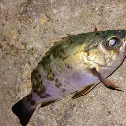 神明アジング&メバリング釣行