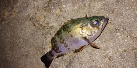 神明アジング&メバリング釣行