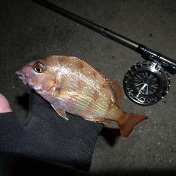 南港へち釣行 (2020/01/01 謹賀新年!南港ヘチ釣り ガシラ、真鯛(チャリコ) 釣果有り)