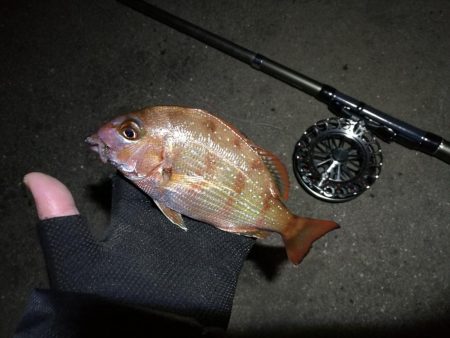 南港へち釣行 (2020/01/01 謹賀新年!南港ヘチ釣り ガシラ、真鯛(チャリコ) 釣果有り)