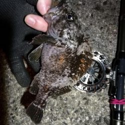 南港へち釣行 (2020/01/02 南港ヘチ釣り キビレ45cm メッキアジ ウミタナゴ 他 釣果有り)