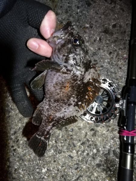 南港へち釣行 (2020/01/02 南港ヘチ釣り キビレ45cm メッキアジ ウミタナゴ 他 釣果有り)