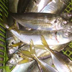 中あじ入れ喰い