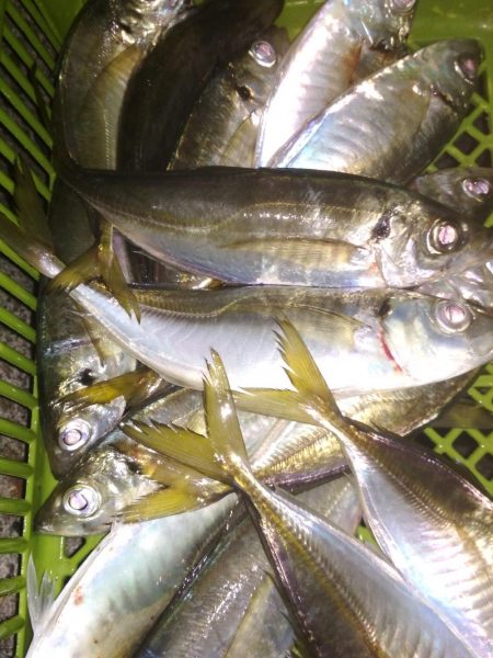 中あじ入れ喰い