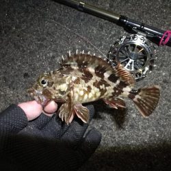 南港へち釣行 (2020/01/05 南港ヘチ釣り ガシラ、クロソイ 釣果有り)