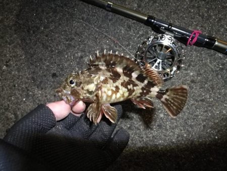 南港へち釣行 (2020/01/05 南港ヘチ釣り ガシラ、クロソイ 釣果有り)