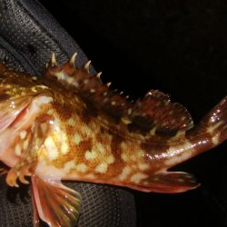 爆風激渋メバリング