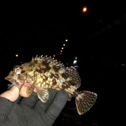 南港へち釣行 (2020/01/10 南港ヘチ釣り ガシラ 22cm、ハゼ 釣果有り)