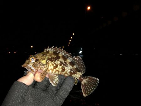 南港へち釣行 （2020/01/10 南港…