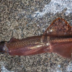 渋い中今年初ヤリイカ